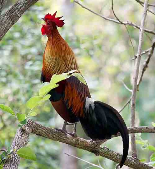 Sang Ayam Dan Permata - Dongeng Yunani ~ Dongeng Anak-anak 