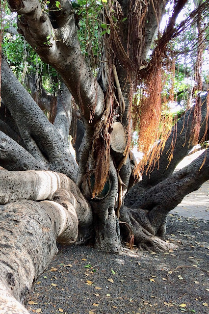 banyan tree Lahaina Maui Hawaii