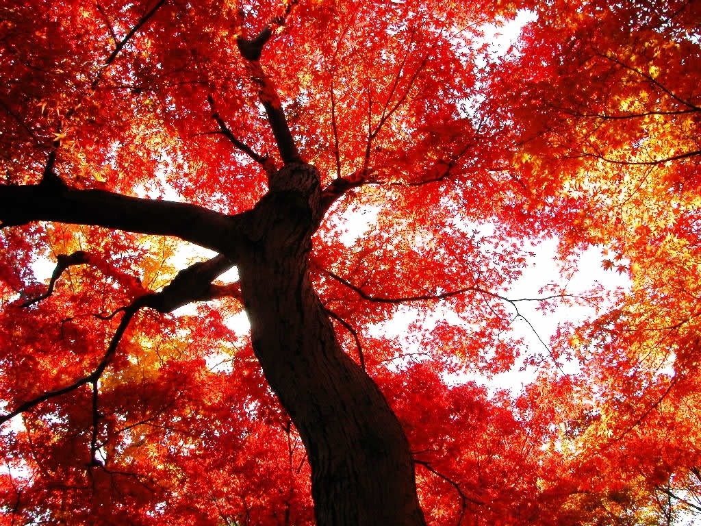 Autumn Tree