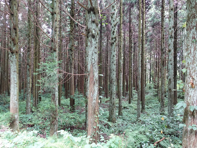 鳥取県道314号赤松大山線　鳥取県西伯郡大山町明間