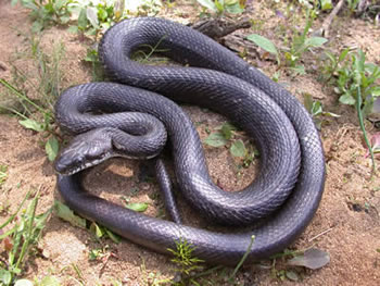 Black Rat Snake Wilson