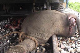 Train kills elephant