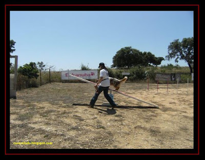 pastor australiano no agility