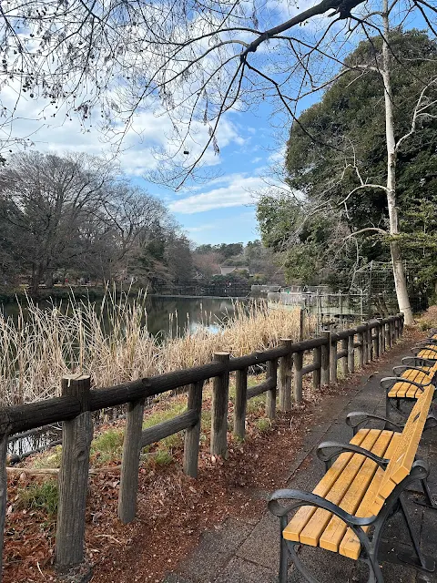 2023年末の井の頭公園の風景