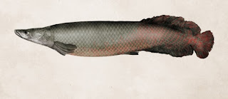 arapaima gigas