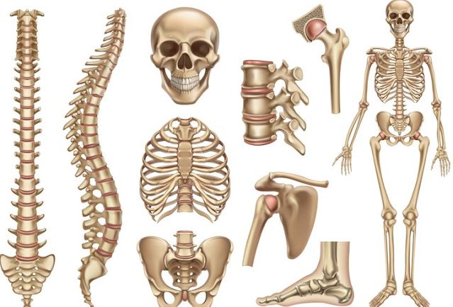 Tulang disebut alat gerak pasif karena tulang tidak dapat melakukan pergerakannya sendiri