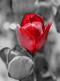 6 Gambar Bunga Tulip Warna Berbeda | Gambar Animasi GIF ...