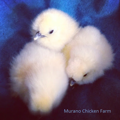 white silkie chickens