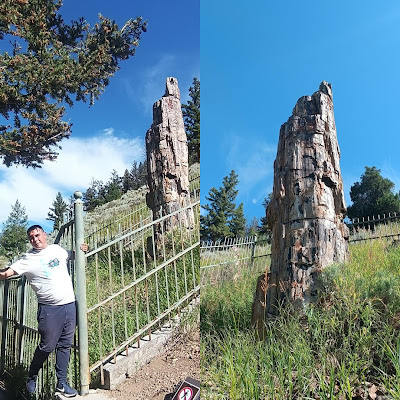 El Petrified Tree o Árbol Petrificado de Yellowstone.