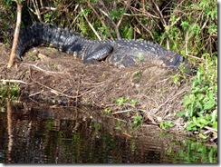 Gator on land