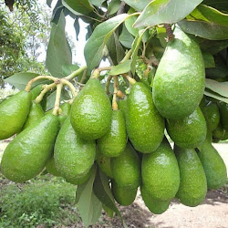 Jual Bibit Buah Alpukat Pluwang Cepat