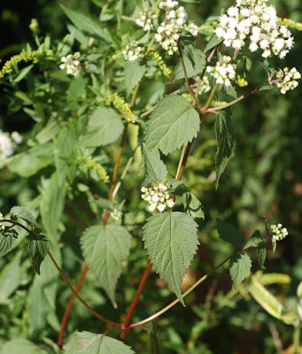 White snakeroot, habitat shot