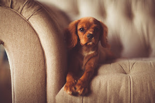 A new post at Psychology Today looks at research on whether we should pet dogs, like this little dog on a sofa, before we go out