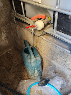 Filling the watering can from the rainwater