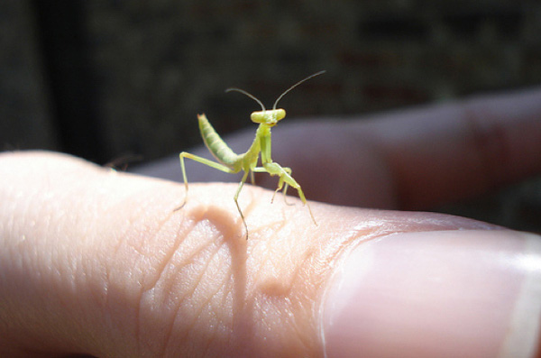 15 pictures of baby praying mantises, baby praying mantis