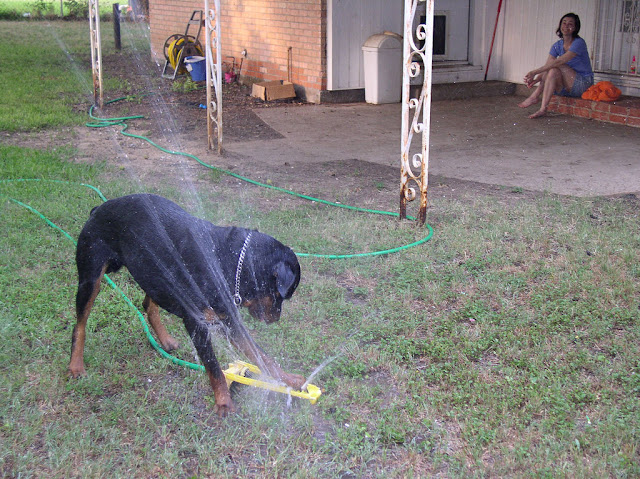 32 pictures of dogs vs sprinklers, funny dog pictures, funny dogs, dogs vs sprinklers, dogs play with sprinklers