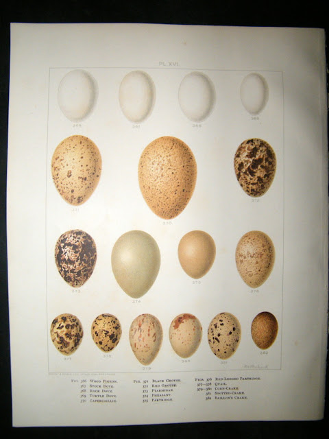 Bird Eggs Pictures