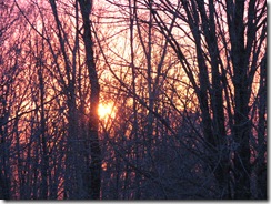 to yule 2010 002