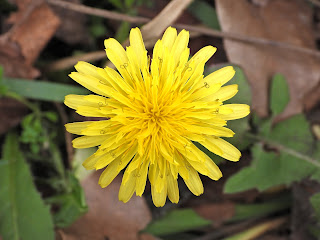 Dandelion by the Xiang River