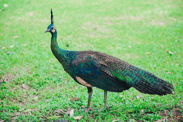 Peacock in the national park