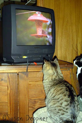 Is your Siamese sad? Tabby troubled? Burmese bored? If your cat needs entertainment, check out these action movies for bored cats, made just for them!