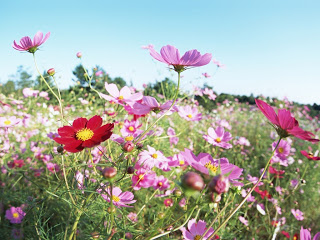 Daisy Flower HD Wallpapers Free Download