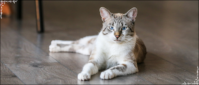 kedi cinsleri,kedi türleri,kediler,kedi ırkları,kedi özellikleri,en güzel kediler,en tatlı kediler,en sevimli kediler,kedilerin özellikleri,yavru kedi,kedi fiyatları