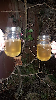 Two glass mugs held up to the camera in front of the apple tree. A slice of toast is visible in the trees branches.