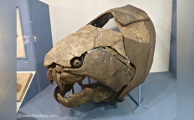 Fosil Dunkleosteus