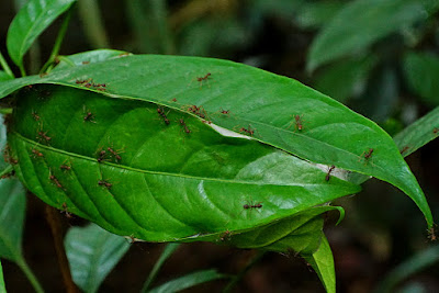 red weaver ants, Oecophylla, Formicidae, nest, leaves