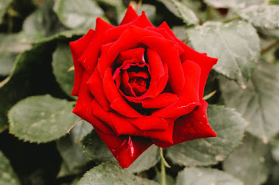 صورة وردة حمراء للتعبير عن الحب