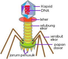 Struktur Tubuh Virus