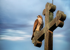 Christo the resident male red-tailed hawk.