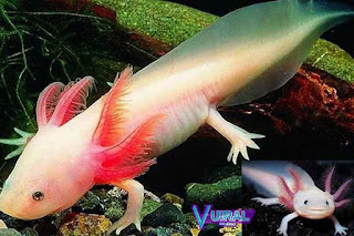 Contoh Hewan Amfibi Axolotl