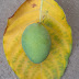 Green Immature Raw Mango on Yellow Tree Leaf