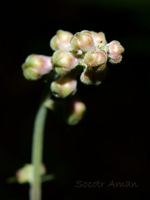 Aconitum fudjisanense