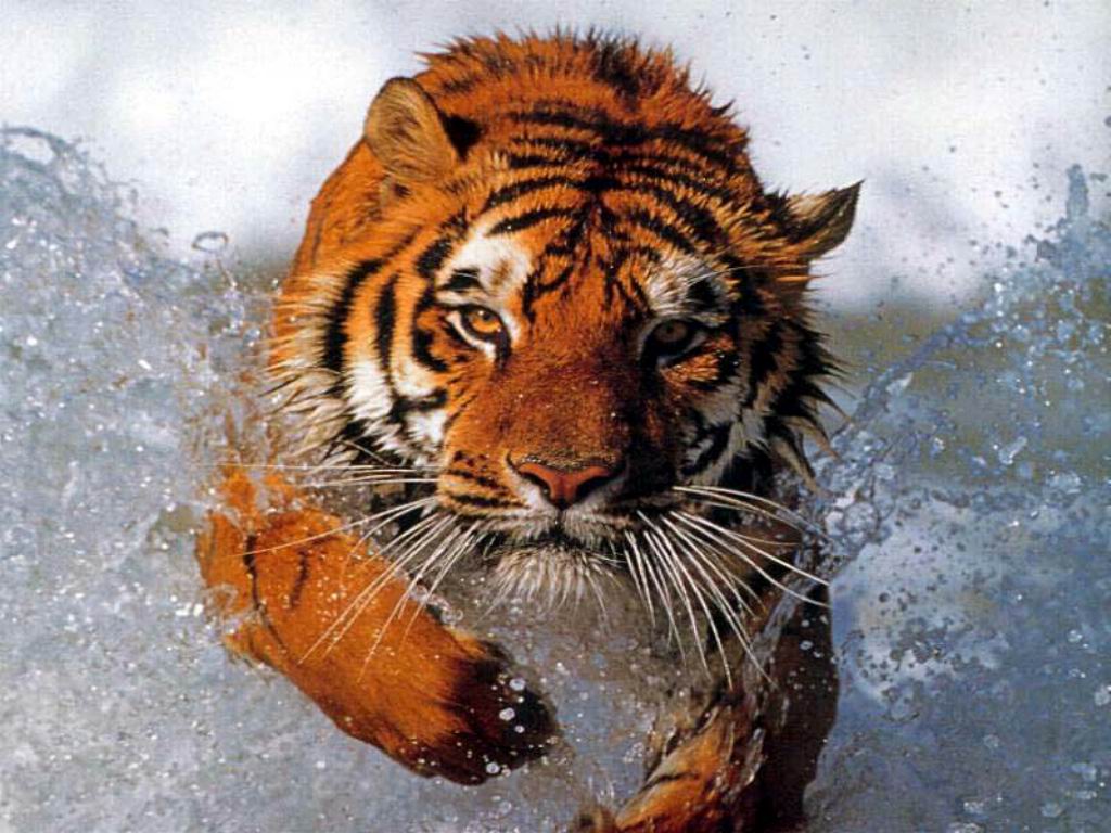 tiger animal