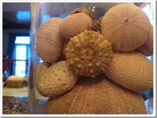 shell (14)