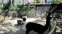 Petting Zoo Central Park