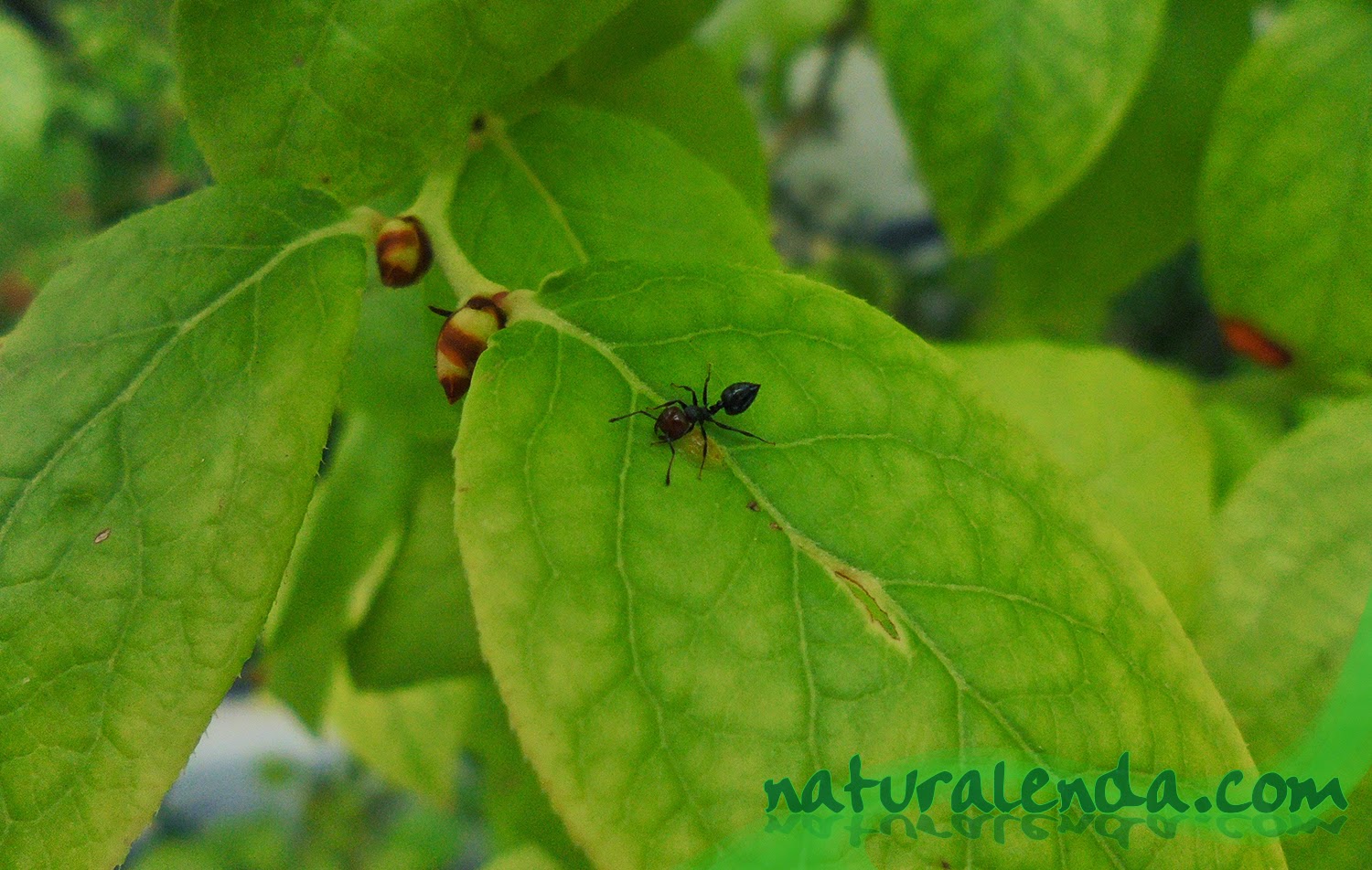 hormiga en arandano limpiando hojas