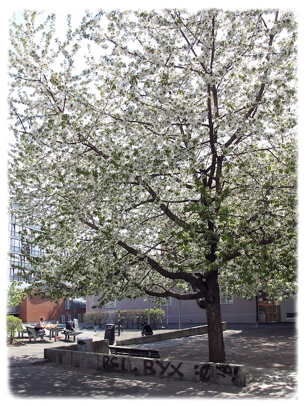 Fint når det blomstrer på Rodes plass på Rodeløkka i Bydel Grünerløkka i Oslo!