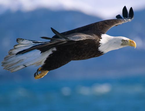 Bald Eagle picture