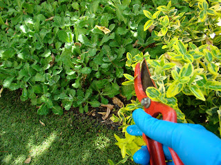 Bonetero rastrero (Euonymus fortunei 'Emerald' n 'Gold').