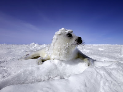 Cute Seal Seen On www.coolpicturegallery.us