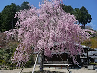 釈迦堂の紅しだれは美しく満開だった。