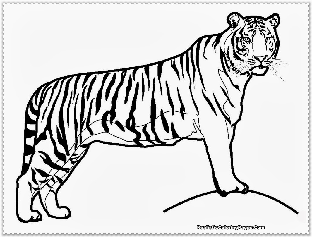 Realistic Tiger Coloring Pages  Realistic Coloring Pages