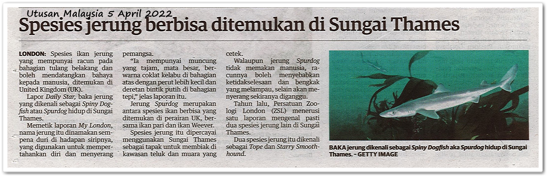 Spesies jerung berbisa ditemukan di Sungai Thames - Keratan akhbar Utusan Malaysia 5 April 2022