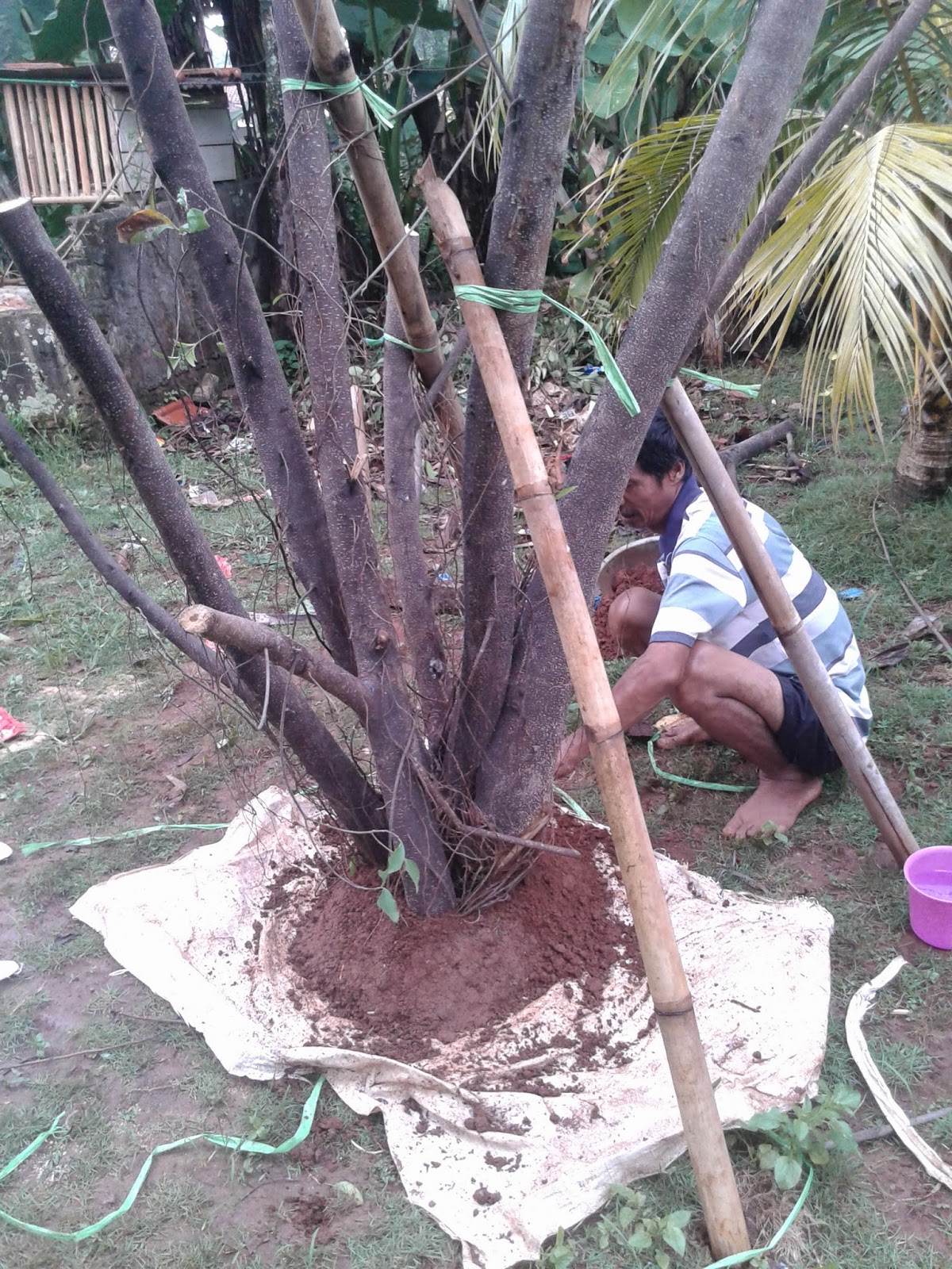  TAMAN MINIMALIS pohon bambu kuning 