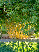 Bamboo Plants2