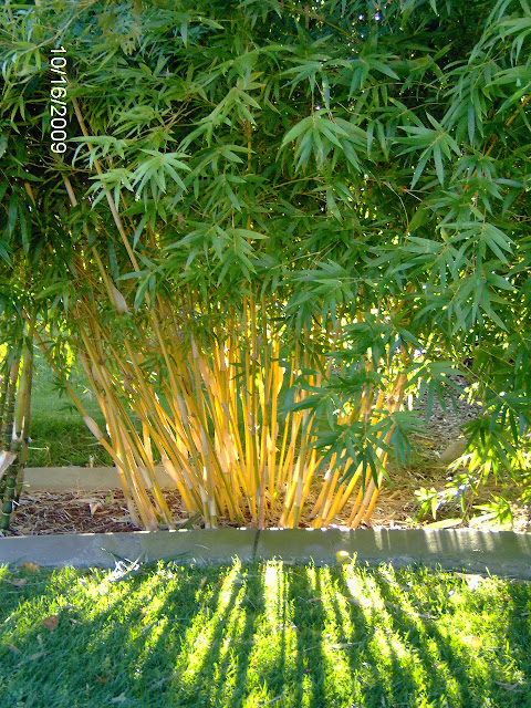 Bamboo Plants2